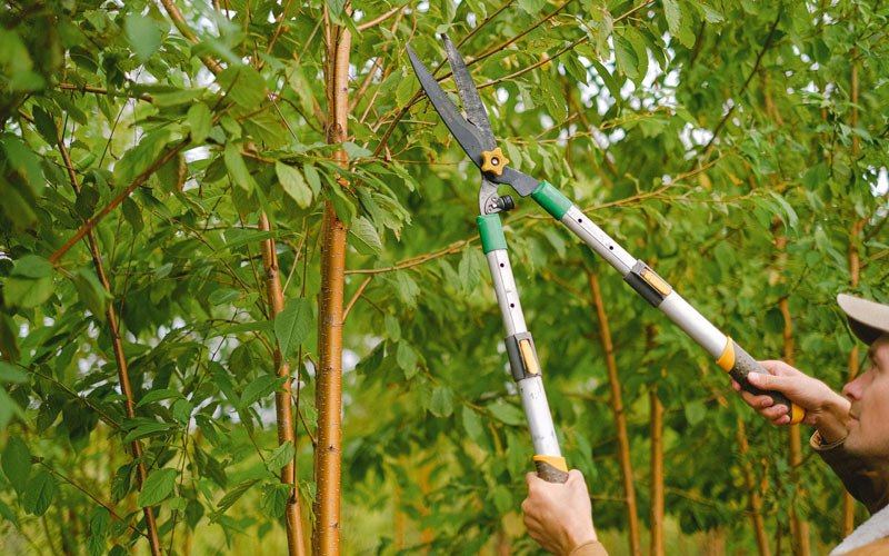 Tree trimming in Platte Center, NE
